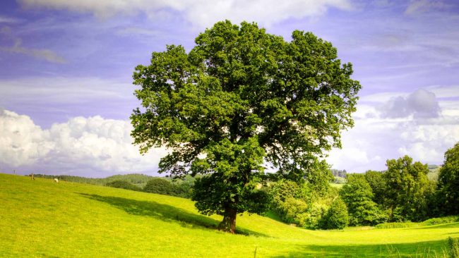 albero-adulto-quercia